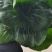 青菜青梗菜大量上市，量大价格从优，可视频看货