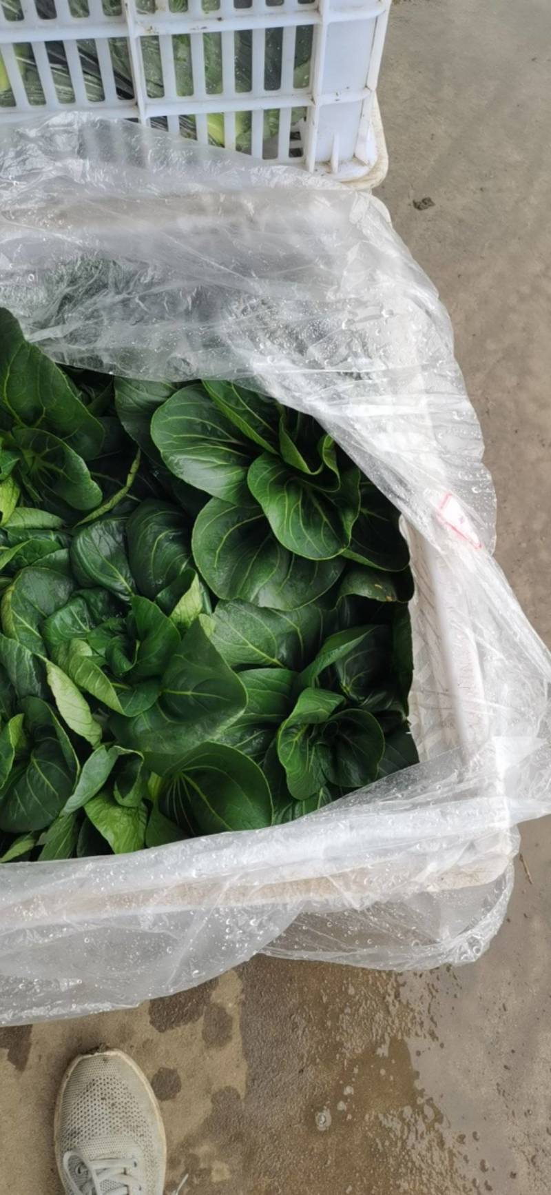 青菜青梗菜大量上市，量大价格从优，可视频看货