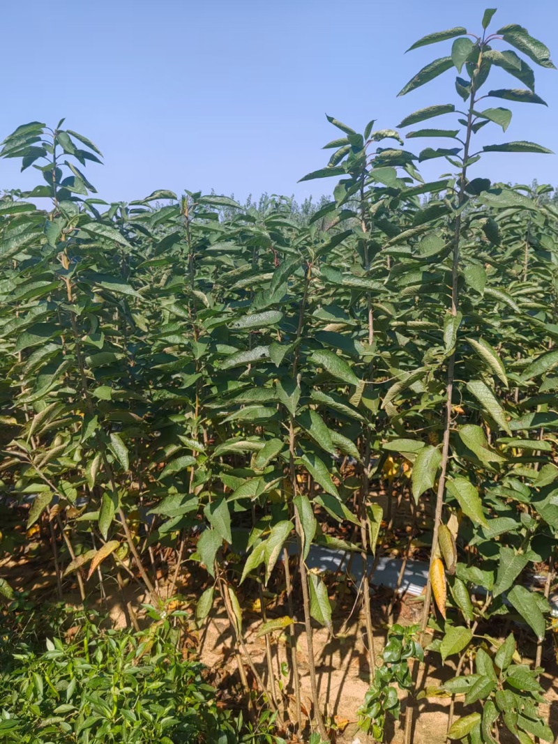 布鲁克斯樱桃树苗太平洋红樱桃树苗火箭樱桃树苗