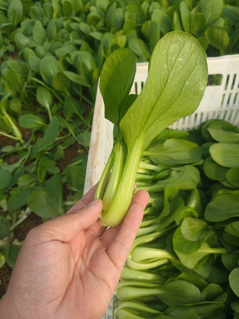 山东临沂郯城精品上海青大量有货供应，质量很好价格低