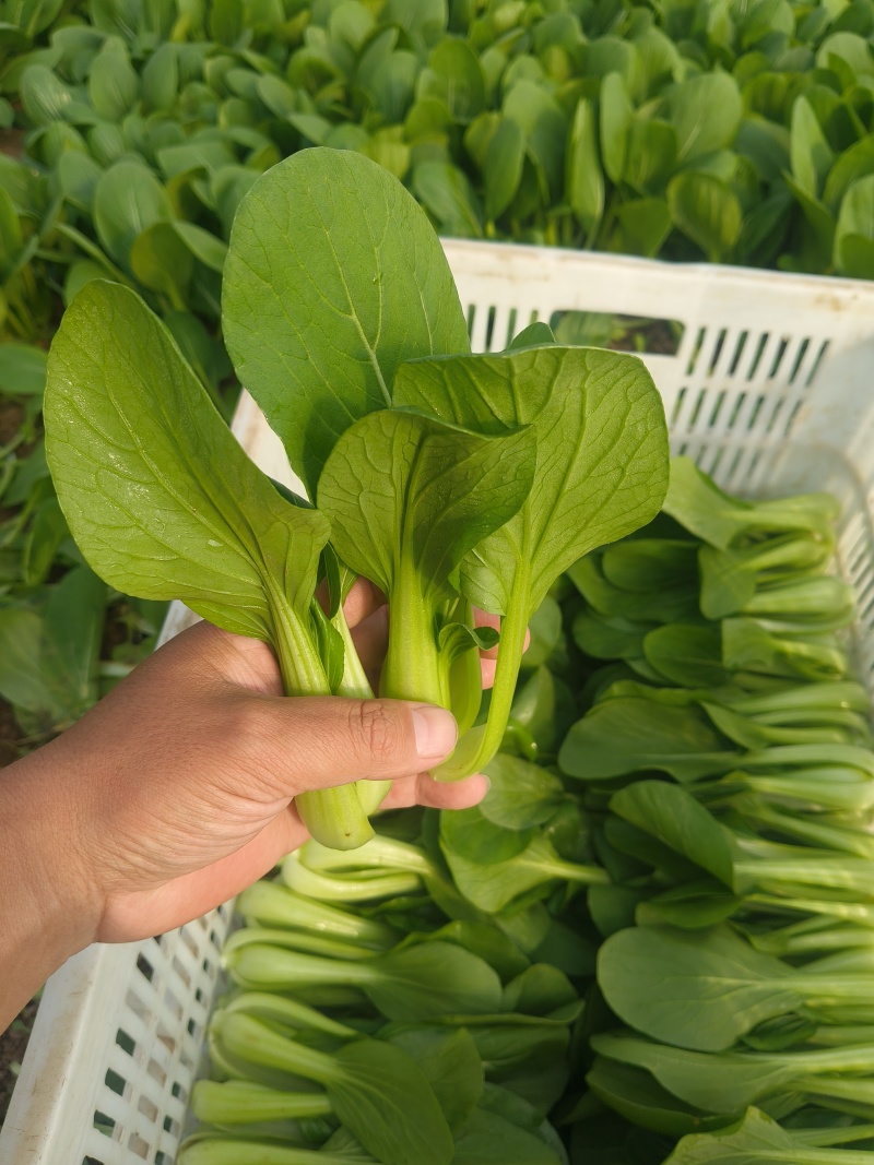 山东临沂郯城精品上海青大量有货供应，质量很好价格低