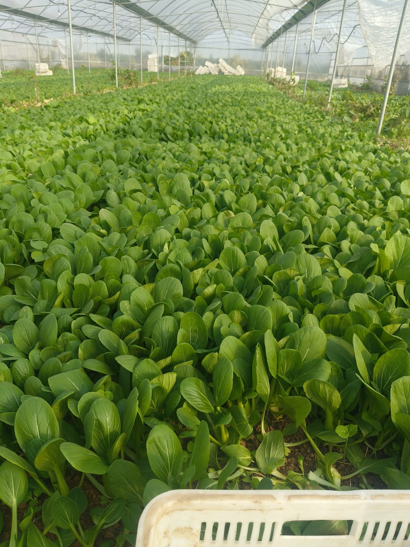 山东临沂郯城精品上海青大量有货供应，质量很好价格低