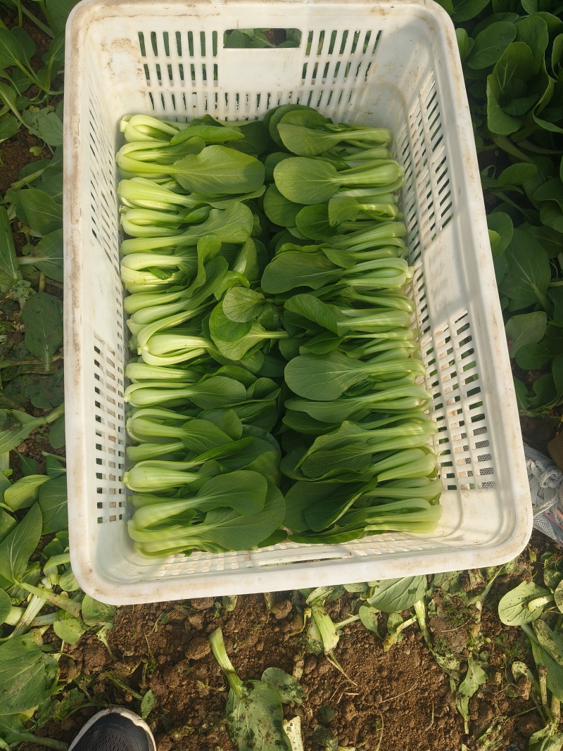 山东临沂郯城精品上海青大量有货供应，质量很好价格低