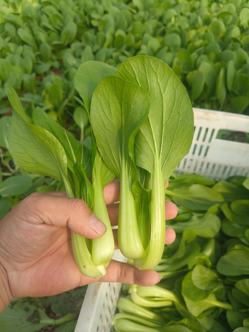 山东临沂郯城精品上海青大量有货供应，质量很好价格低