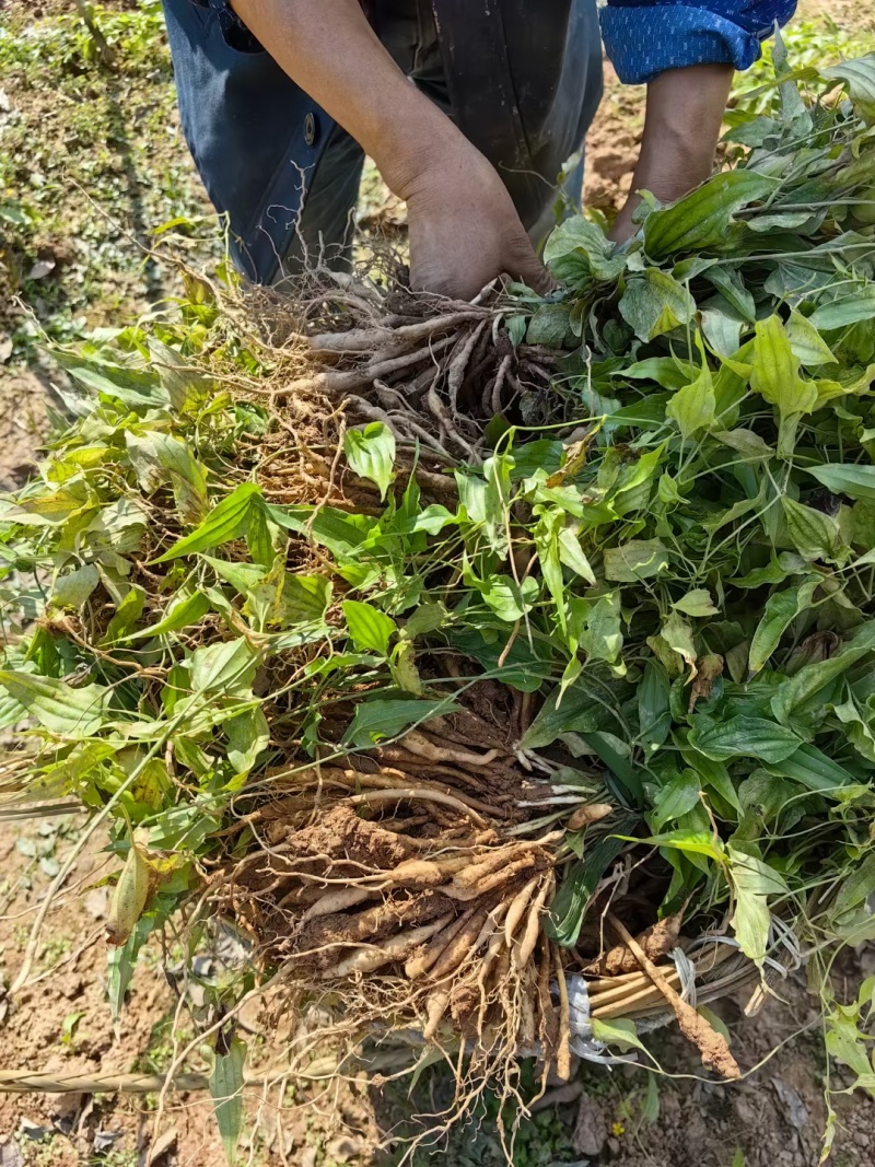 {优质}重庆万州百部种苗，基地一手货源，成活率高，货源充足。