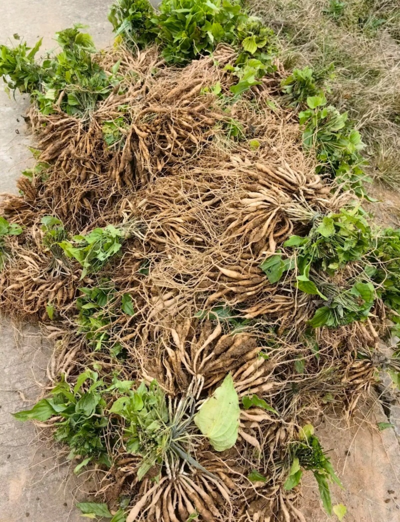 {优质}重庆万州百部种苗，基地一手货源，成活率高，货源充足。