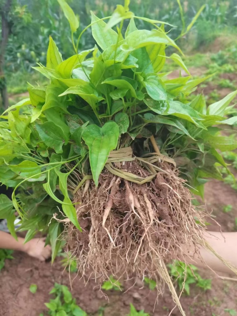 {优质}重庆万州百部种苗，基地一手货源，成活率高，货源充足。