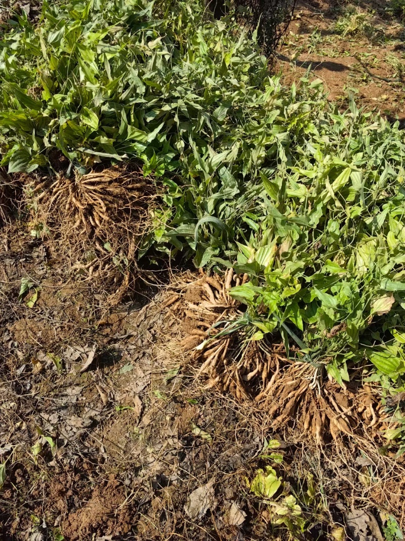 {优质}重庆万州百部种苗，基地一手货源，成活率高，货源充足。