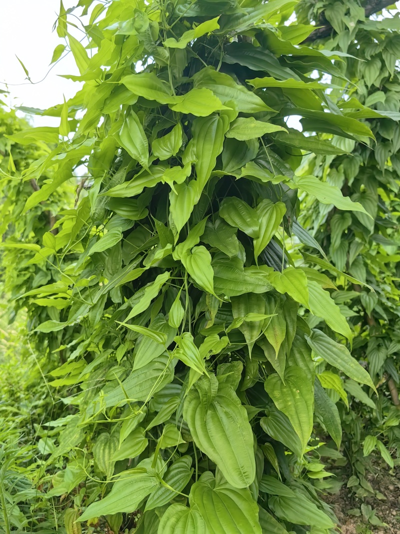 {优质}重庆万州百部种苗，基地一手货源，成活率高，货源充足。