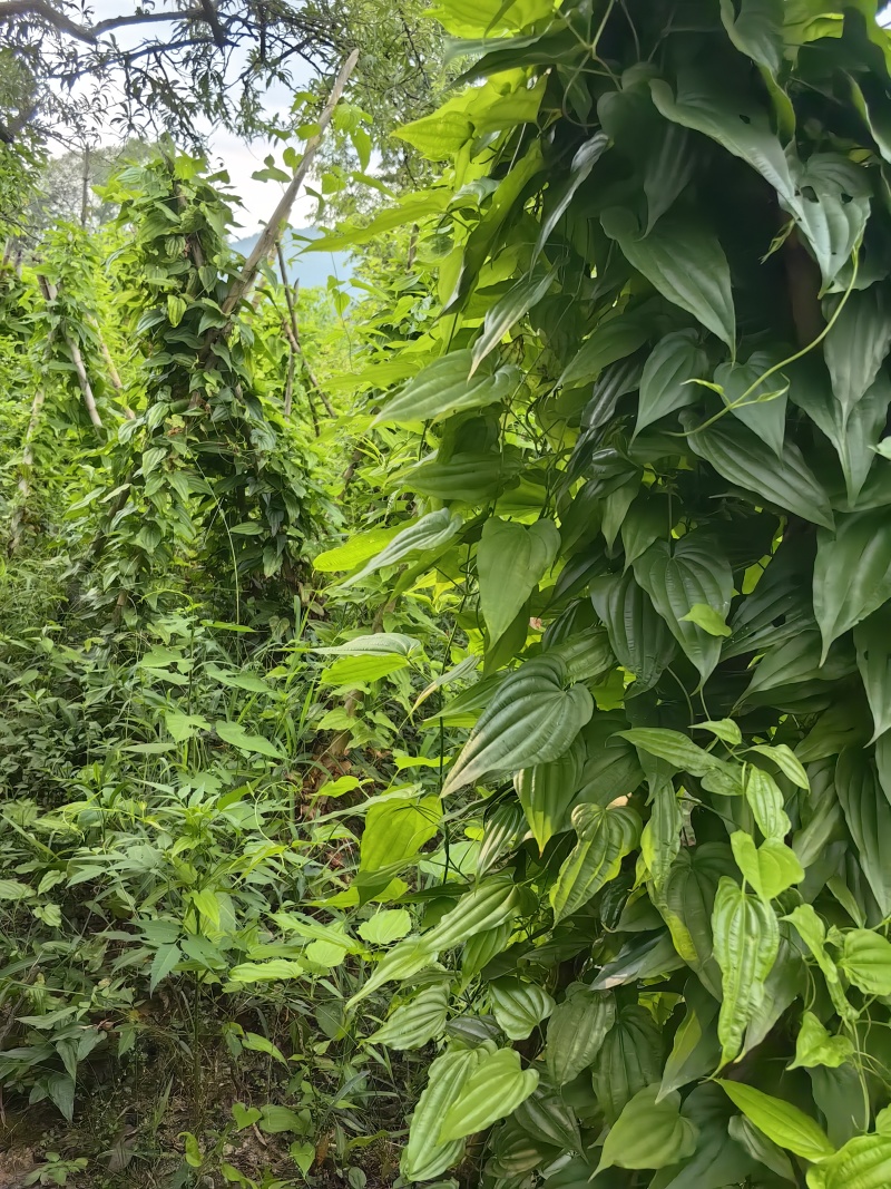 {优质}重庆万州百部种苗，基地一手货源，成活率高，货源充足。