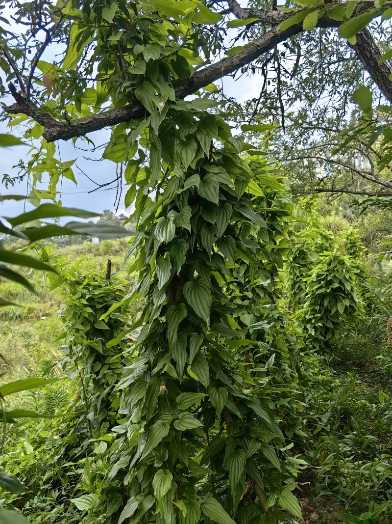 {优质}重庆万州百部种苗，基地一手货源，成活率高，货源充足。