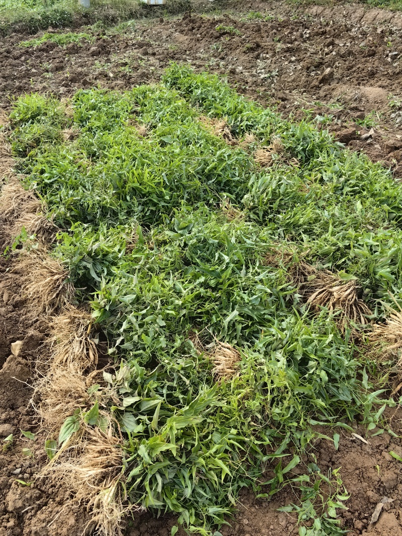{优质}重庆万州百部种苗，基地一手货源，成活率高，货源充足。