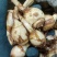 新鲜云南茨菇，中果，一袋50斤，5袋起卖，全国发货