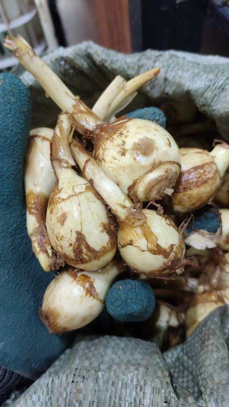 新鲜云南茨菇，中果，一袋50斤，5袋起卖，全国发货