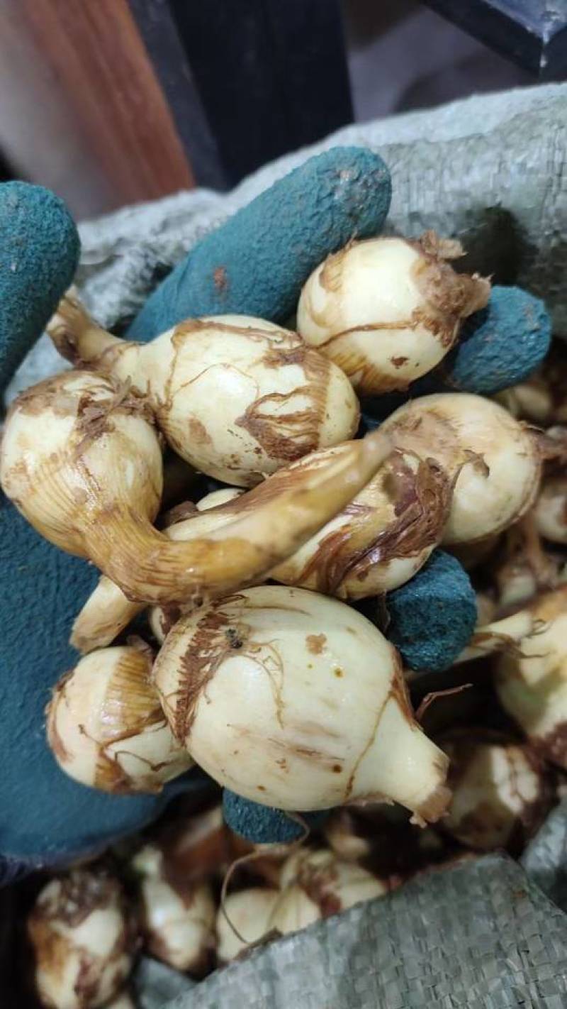 新鲜云南茨菇，中果，一袋50斤，5袋起卖，全国发货