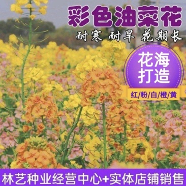 彩色油菜花种子观赏两用花海高纯度油菜花种子