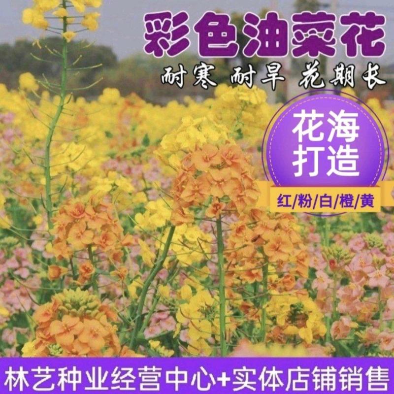 彩色油菜花种子观赏两用花海高纯度油菜花种子