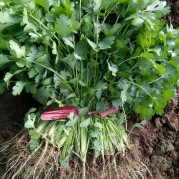 香菜甘肃菜园产地直供，品质保证，快来选购！