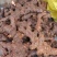 野生白肉土茯苓规格3两以上大土茯苓白肉批发零售