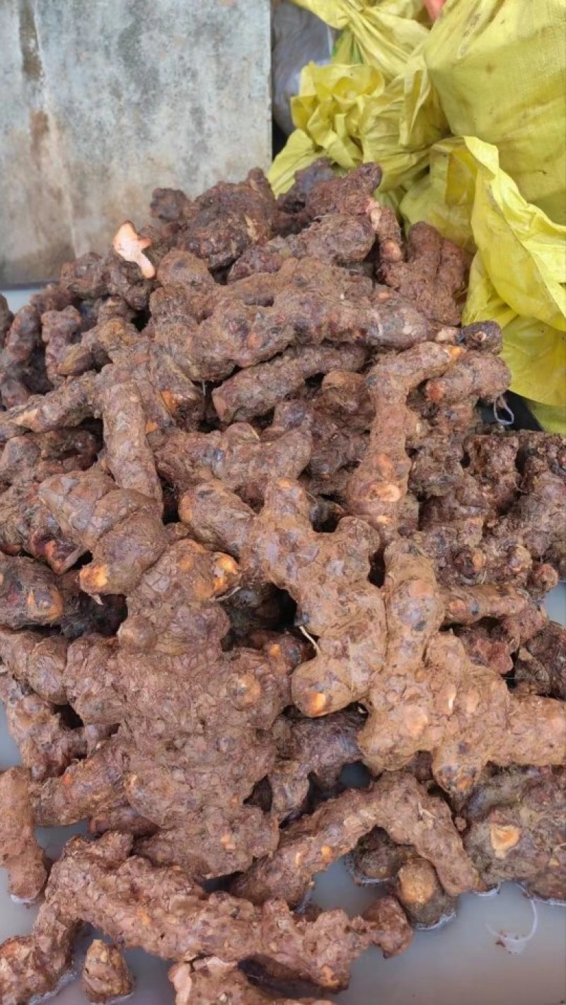 野生白肉土茯苓规格3两以上大土茯苓白肉批发零售