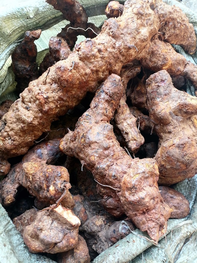 野生白肉土茯苓规格3两以上大土茯苓白肉批发零售