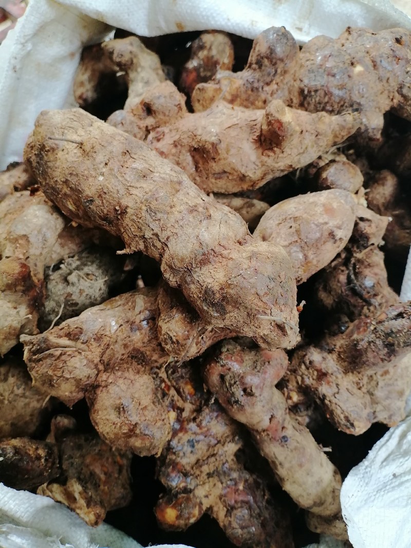 野生白肉土茯苓规格3两以上大土茯苓白肉批发零售