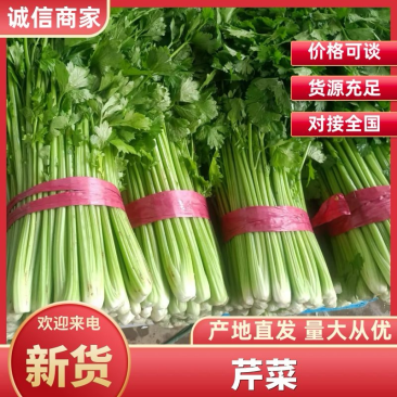 【精品】河北芹产地直发，可视频看货，品质保证，欢迎来电