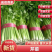 【精品】河北芹产地直发，可视频看货，品质保证，欢迎来电