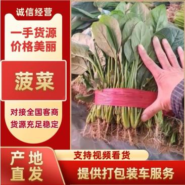【精品】河北菠菜规格齐全货源充足稳定供货对接商超档口