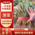 【精品】河北菠菜规格齐全货源充足稳定供货对接商超档口