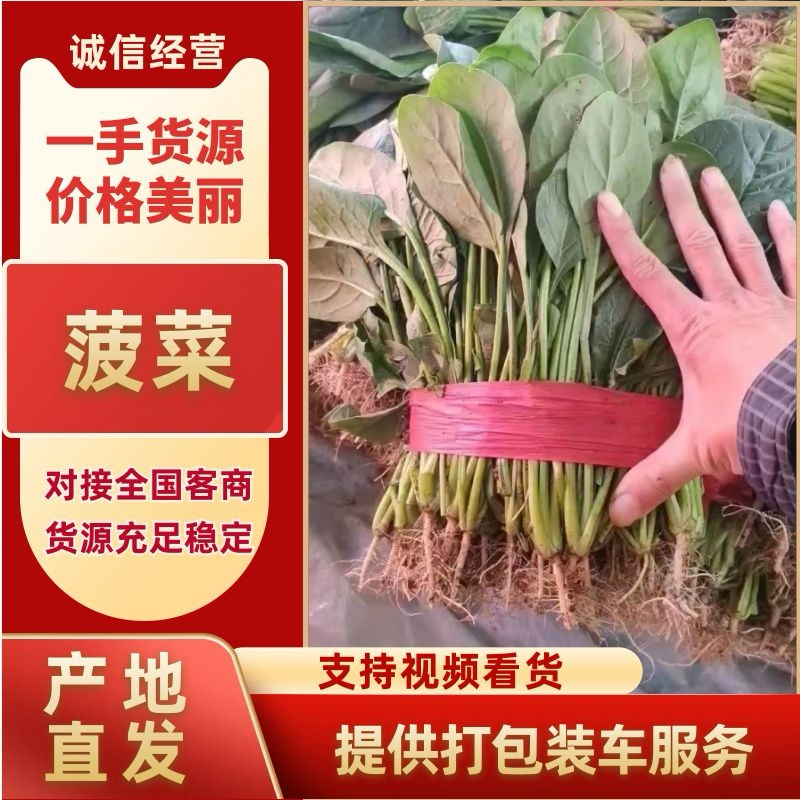 【精品】河北菠菜规格齐全货源充足稳定供货对接商超档口