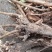 新鲜野生黄芪【正宗甘肃深山老林纯野生黄芪_】