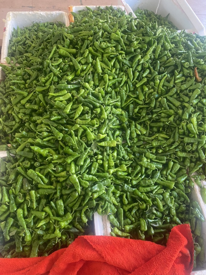 辣椒