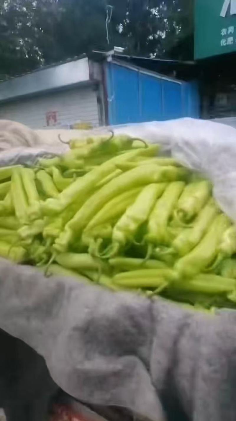 精品尖椒大量上市产地直发价格优惠欢迎来电洽谈合作