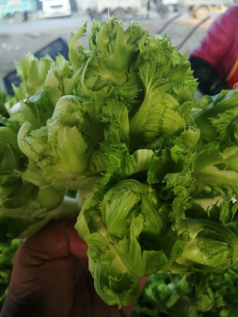 儿菜，娃娃大，子多，我代发保质保量，欢迎光临