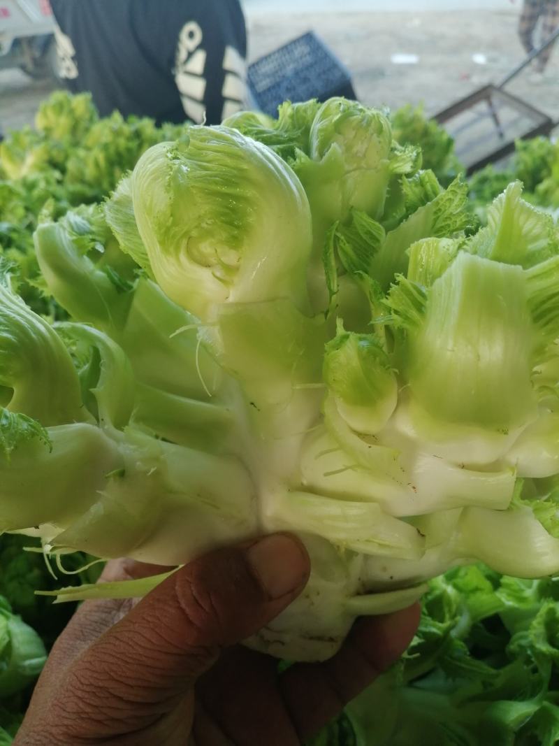 儿菜，娃娃大，子多，我代发保质保量，欢迎光临