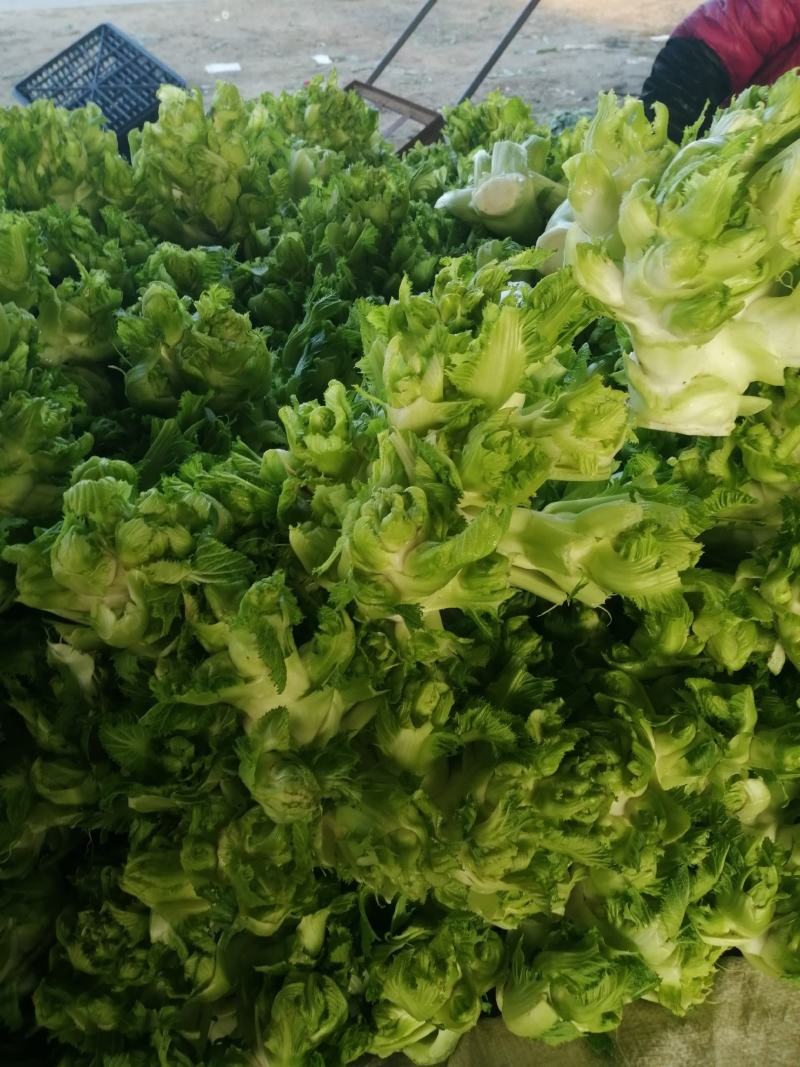 儿菜，娃娃大，子多，我代发保质保量，欢迎光临