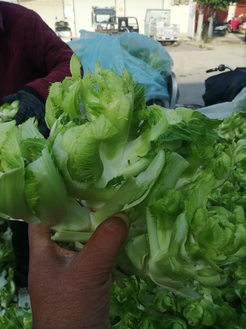 安徽精品儿菜，个头大，产地直发，可供电商，欢迎联系~