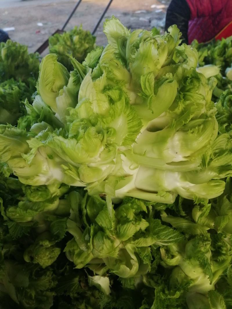 安徽精品儿菜，个头大，产地直发，可供电商，欢迎联系~