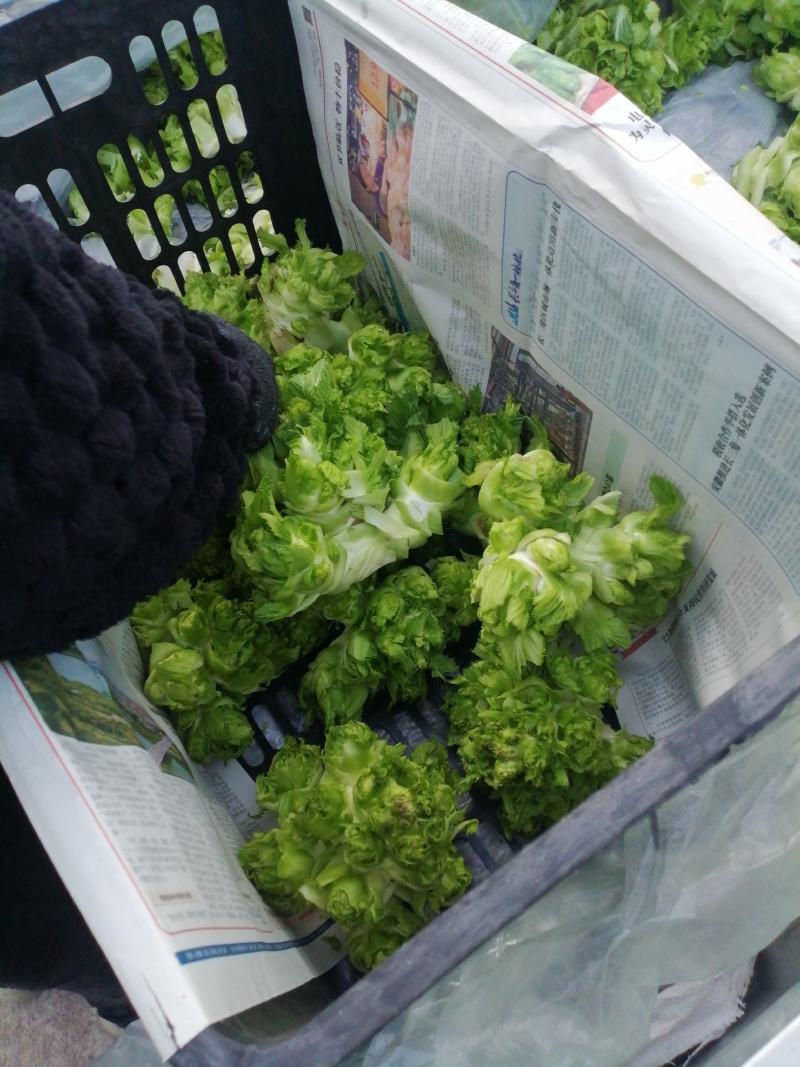 安徽精品儿菜，个头大，产地直发，可供电商，欢迎联系~