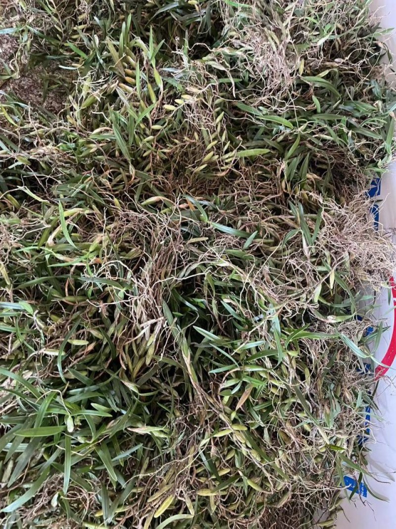 【现货】石橄榄新鲜质量保证量大价优欢迎来电咨询