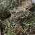 【现货】石橄榄新鲜质量保证量大价优欢迎来电咨询