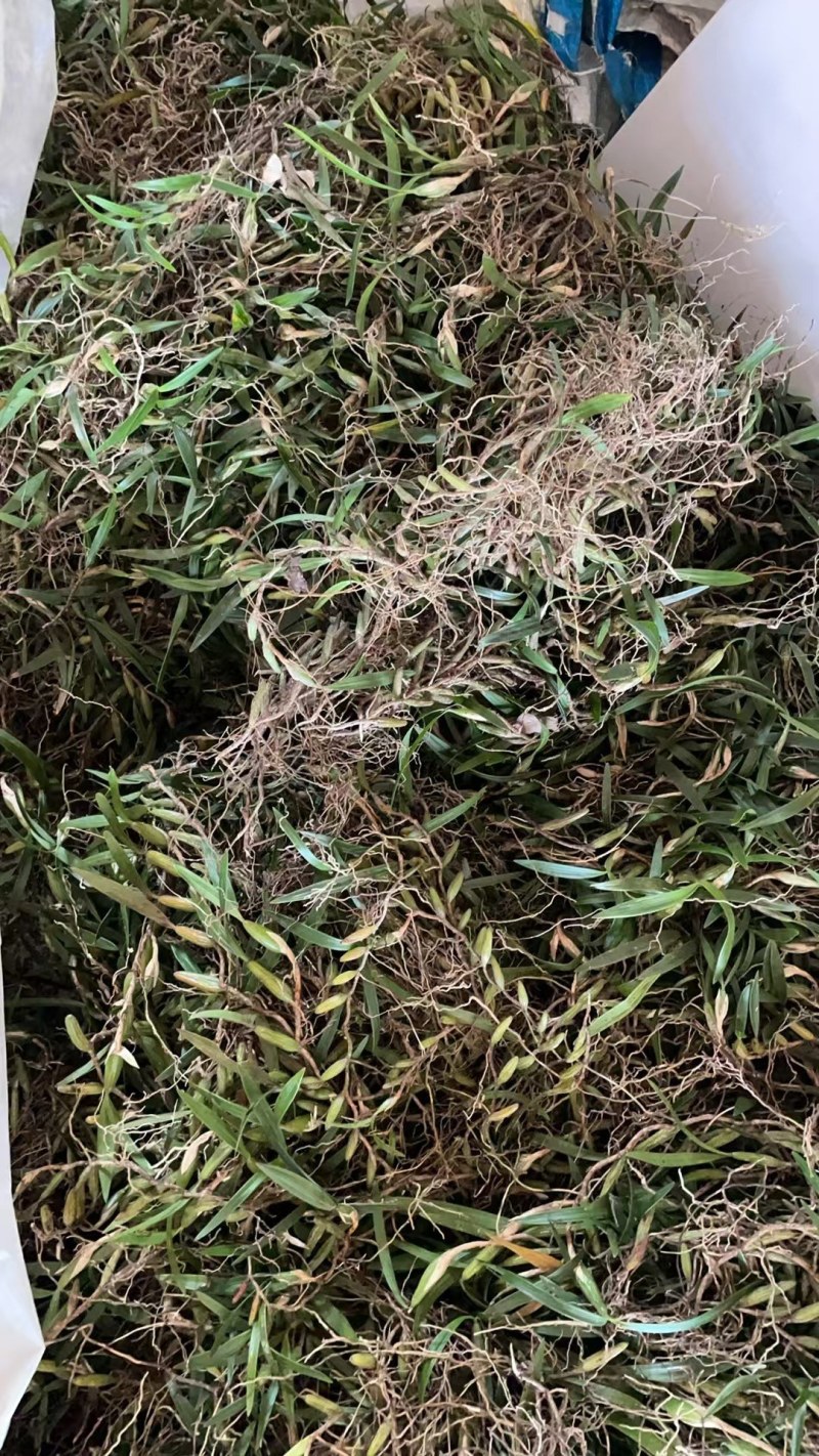 【现货】石橄榄新鲜质量保证量大价优欢迎来电咨询
