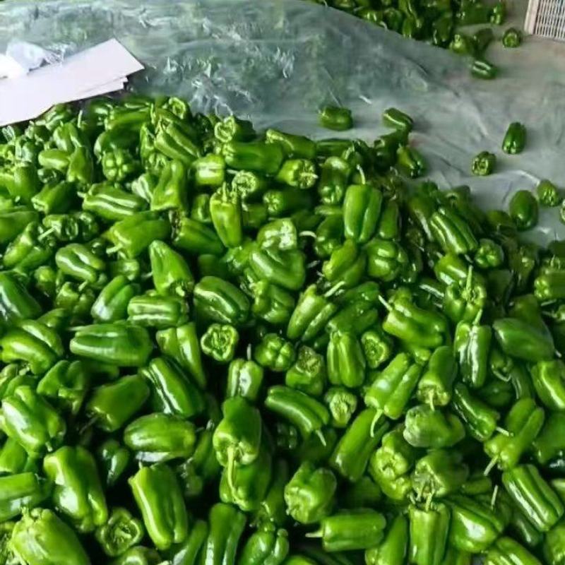 精品太空椒品质上乘支持视频看货欢迎来电洽谈诚信经营