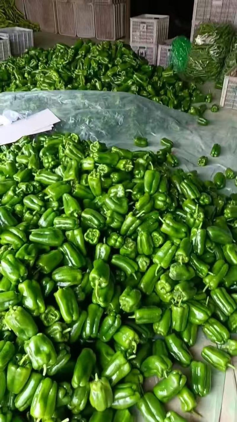 精品太空椒品质上乘支持视频看货欢迎来电洽谈诚信经营