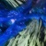 扁豆上市产地直发价格优惠诚信经营支持视频看货来电咨询