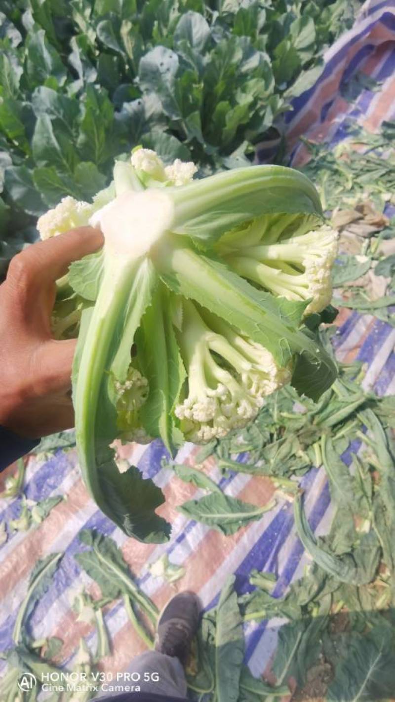 新鲜松花，野生采摘，健康美味，**特惠，快来选购！