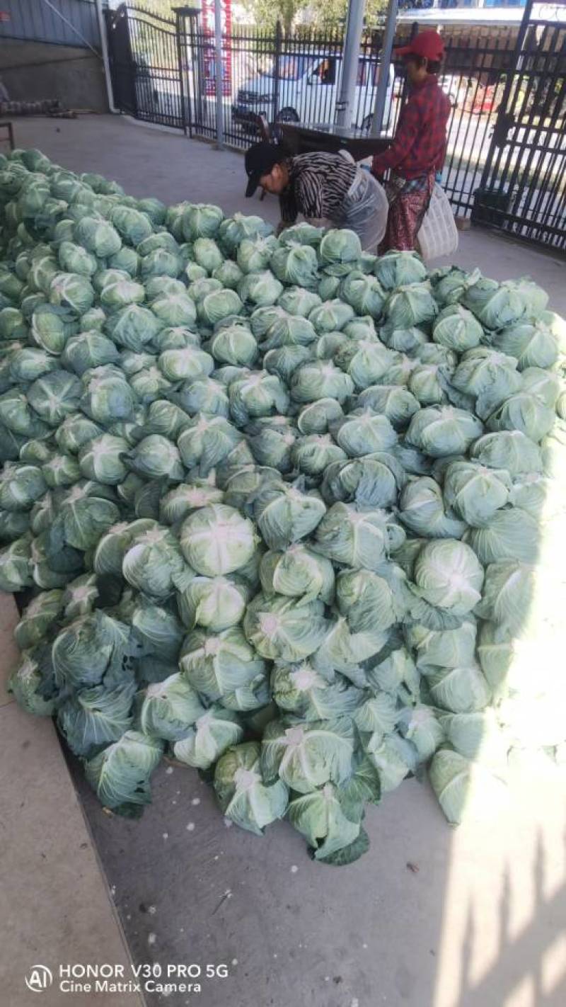奥奇娜扁包菜