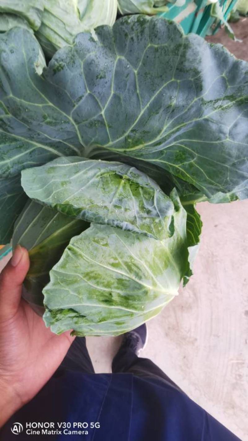 奥奇娜扁包菜