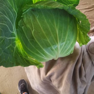 奥奇娜扁包菜